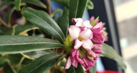 瑞香花语代表什么（探索瑞香花的花语意义）