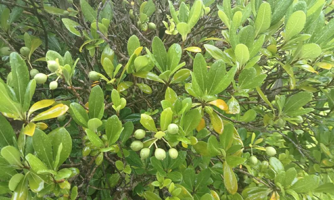 瑞香花叶子掉落之谜（为什么瑞香花的叶子碰一下就掉落）