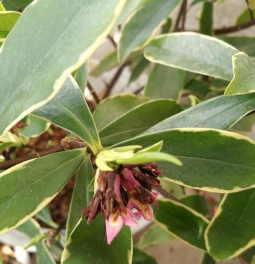 瑞香花叶子掉落之谜（为什么瑞香花的叶子碰一下就掉落）