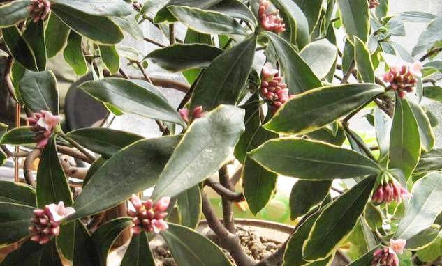 瑞香花叶子掉落之谜（为什么瑞香花的叶子碰一下就掉落）