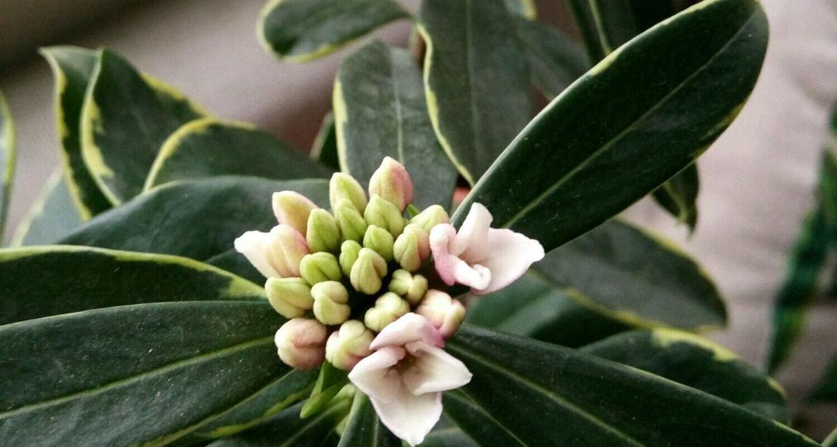 瑞香花开的奥秘（探究瑞香开花规律）