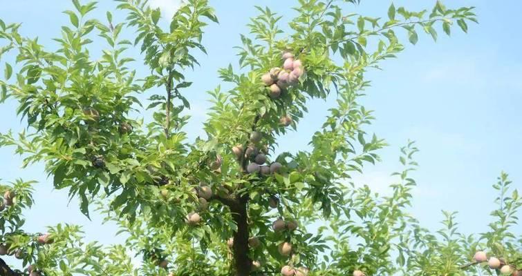 三华李子成熟期详解（品尝果实时节不容错过）