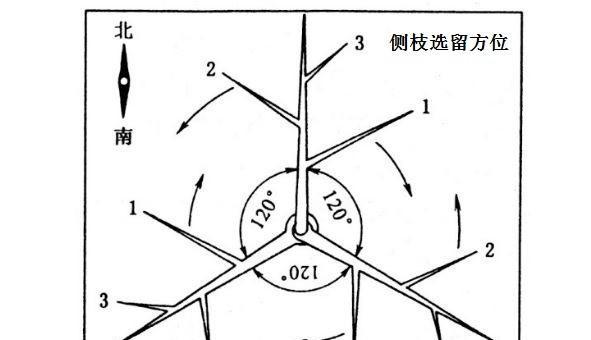 三角枫修剪方法详解（打造美丽盆景精细修剪必备技巧）