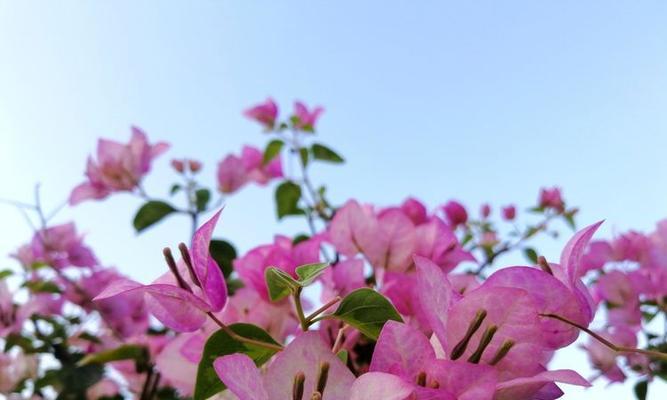 三角梅春天开花的奥秘（探究三角梅春季开花的原因和技巧）