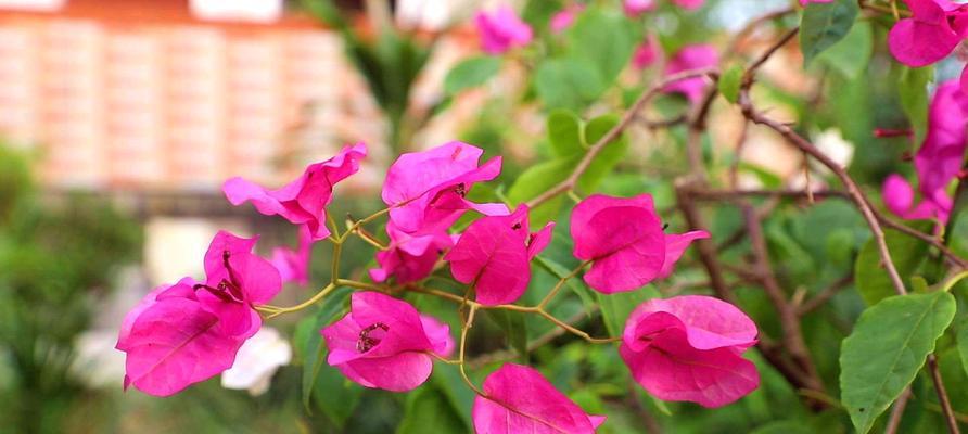 三角梅开花时间和频率（从三角梅生长环境到开花过程）