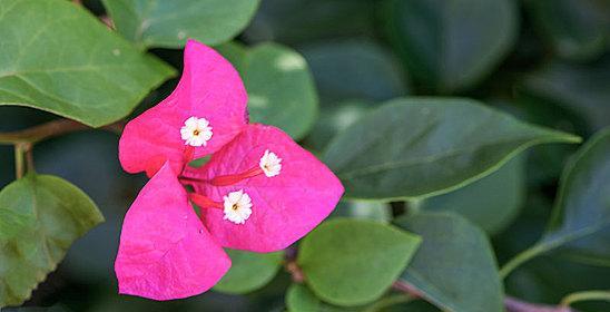 三角梅和叶子花的区别（从花型）