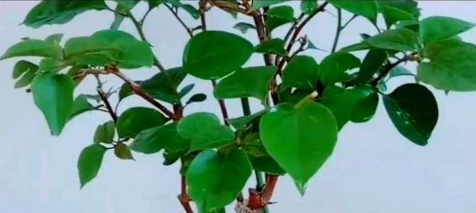 三角梅剪枝技巧详解（如何正确地剪枝三角梅）