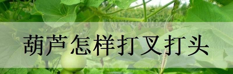 羊角蜜的剪枝技术图解（如何正确地剪羊角蜜树枝）