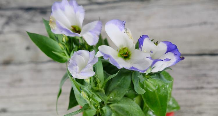 洋桔梗开花季节及特点（四季开花的神奇植物——洋桔梗）