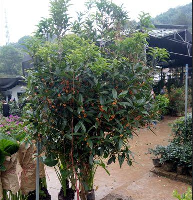 阳台种桂花树，让生活更美好（阳台种桂花树的方法与注意事项）