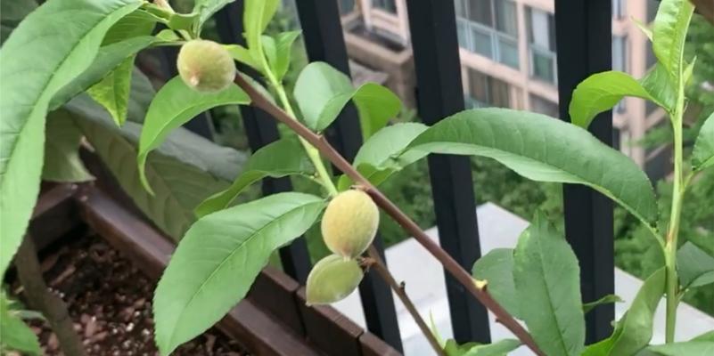 阳台上也能种植桃树（如何在阳台上成功种植桃树）