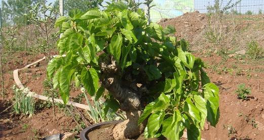 阳台上也能种植桃树（如何在阳台上成功种植桃树）