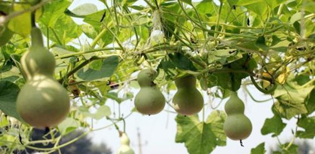 阳台种植葫芦的时间和方法（从选种到收获）