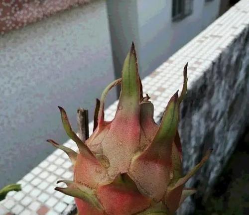 阳台种植火龙果的方法与时间详解（从选购到种植）