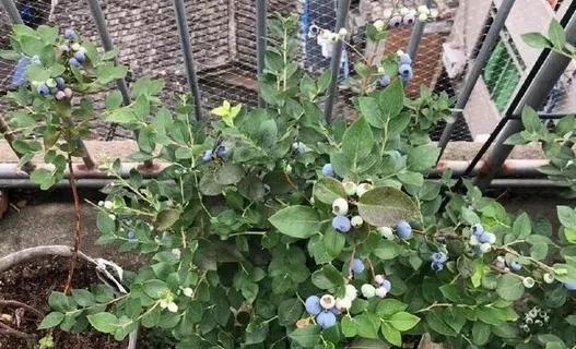 阳台种植蓝莓的全攻略（家庭阳台栽培蓝莓的时间）