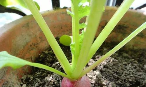 阳台种植萝卜的时间和方法（打造自己的新鲜有机蔬菜园）