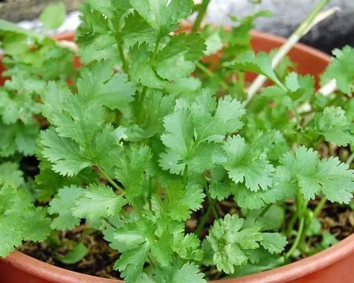 阳台种植香菜的时间和方法（打造自家的香菜园）