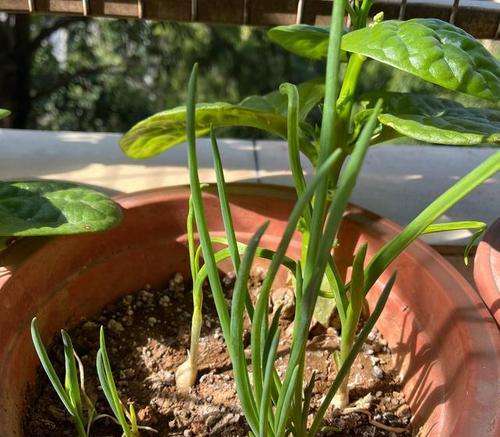 阳台种植香葱，让家里香气四溢（时间和方法简介）