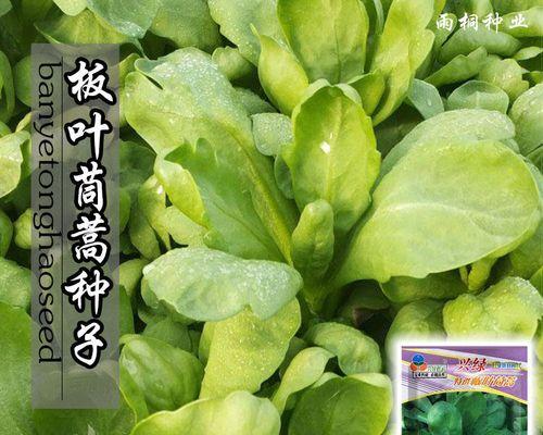 阳台种植茼蒿全攻略（时间）