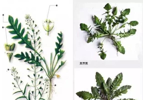 阳台荠菜种植指南（掌握正确时间和方法）