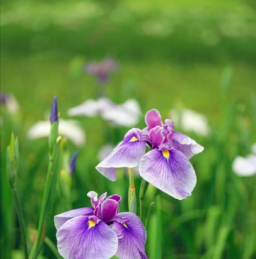 花语拒绝爱情（以什么花的花语代表拒绝爱情）