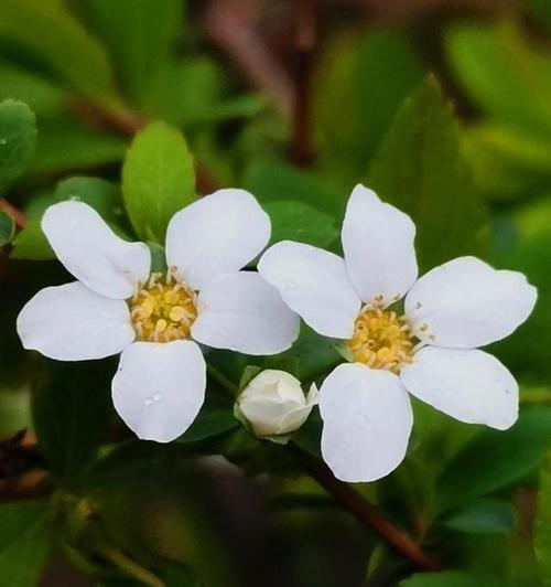 以菊花的花语为主题的文章（释怀的力量与菊花的美）