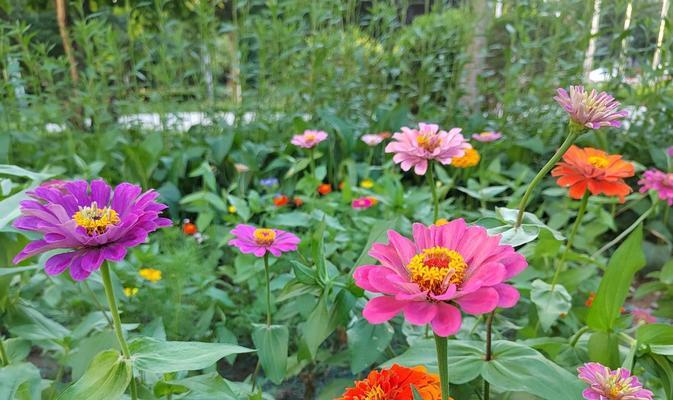 以菊花为主题的团结花语（菊花花语传递团结的力量）