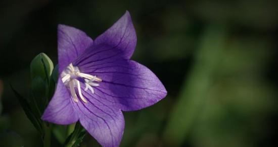 挽留之花——以百合花语为主题的文章（唤回爱情）