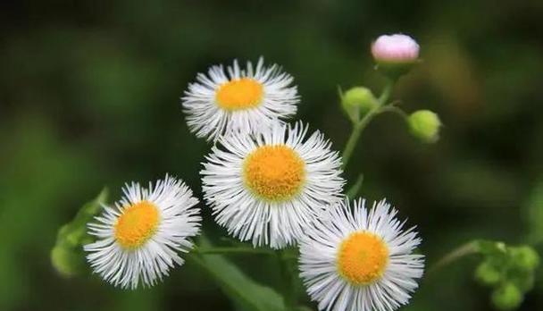 永恒友谊的花语——康乃馨（以康乃馨之花语探寻真挚友谊的永恒魅力）