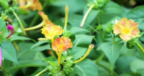 以夜来香的芬芳魅力（探寻以夜来香的文化象征及植物学之谜）