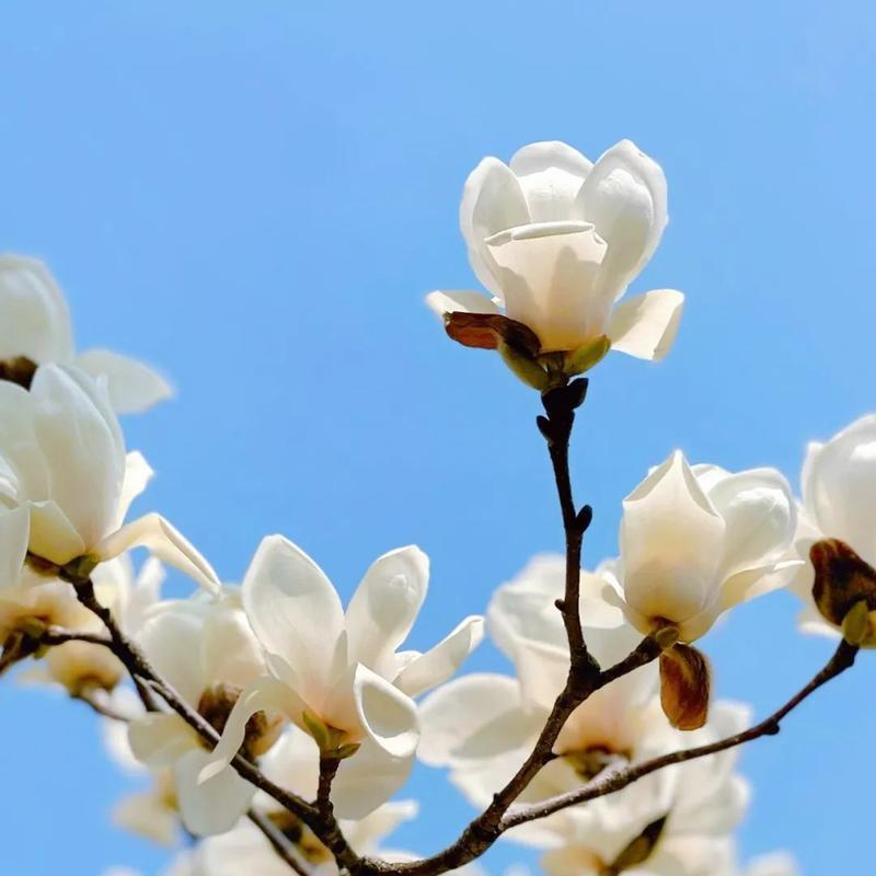 感恩之花——玉兰花的美丽花语（玉兰花的花语传递着对生活的感恩和珍惜）