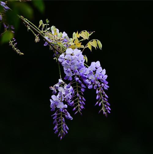 紫藤花的花语与寓意（解读紫藤花的神秘语言）