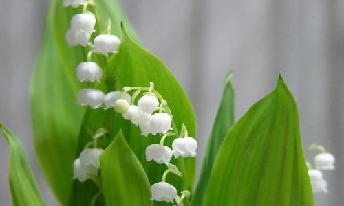 钤兰花，蓝色的守护者（花开如约）