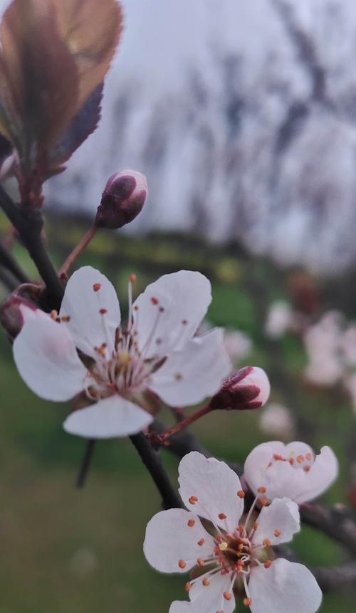 白色桃花（静谧花海中的美丽乐章）