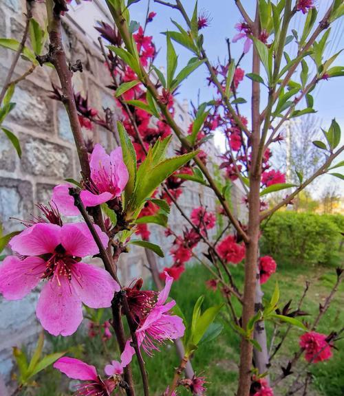 白色桃花（静谧花海中的美丽乐章）