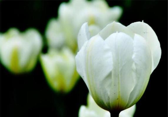 白郁金香花语（探寻白郁金香所代表的花语和其深刻含义）