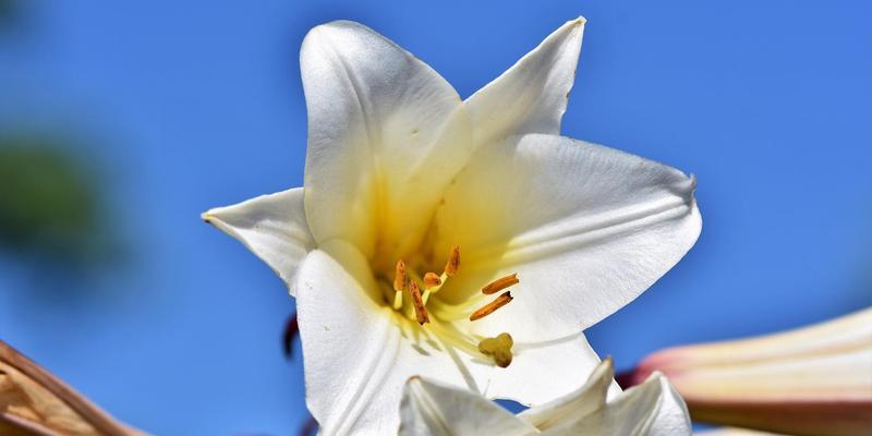 百合花的传说与花语（揭开百合花的神秘面纱）