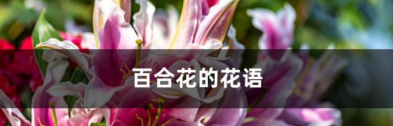 百合花的传说与花语（揭开百合花的神秘面纱）