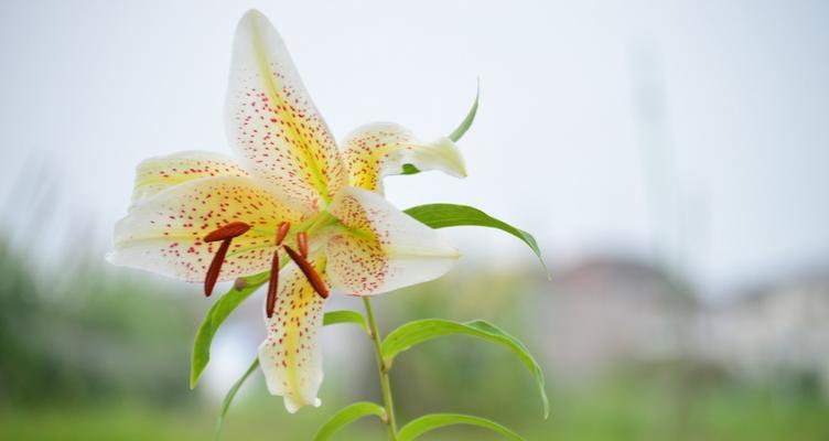 百合花花语传说——花开寓意之美（探寻百合花背后的深刻内涵）