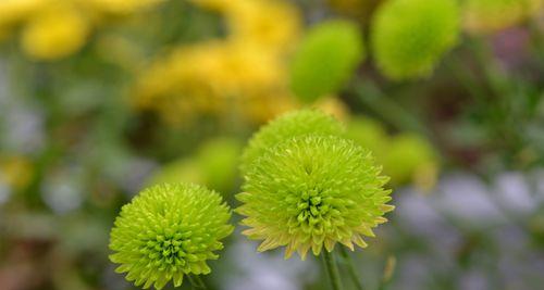 长寿菊的花语（探寻长寿菊的花语和象征意义）