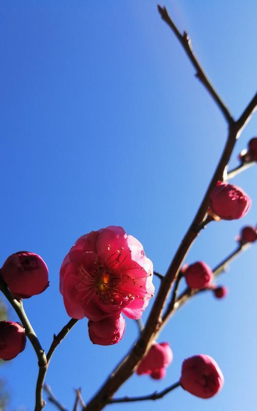 冬天梅花的魅力与特点（冬天梅花的优雅姿态及其适应寒冷环境的特性）