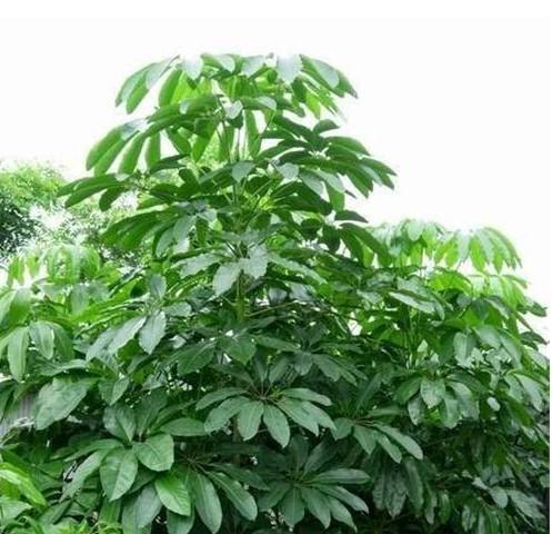 如何科学施肥让大叶伞茁壮成长（大叶伞的肥料选择和正确施肥方法）