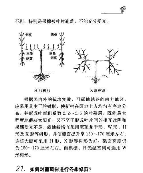 大叶伞的修剪方法（打造健康美观的大叶伞）