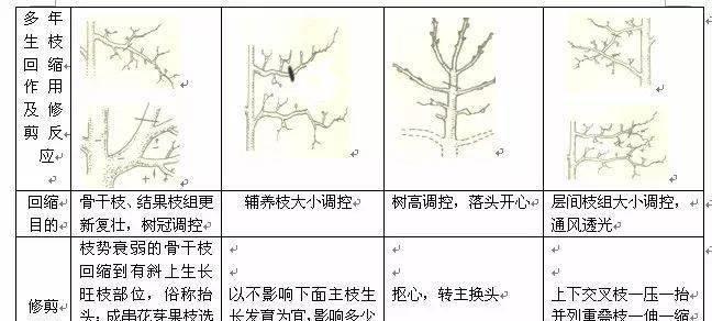 大叶伞的修剪方法（打造健康美观的大叶伞）