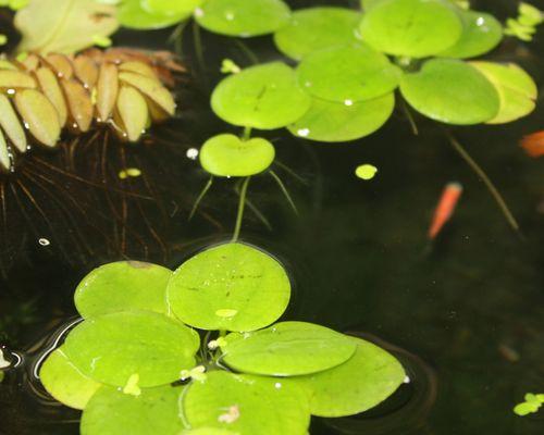 探秘大叶水培植物的优点和栽培技巧（从选种到养护）