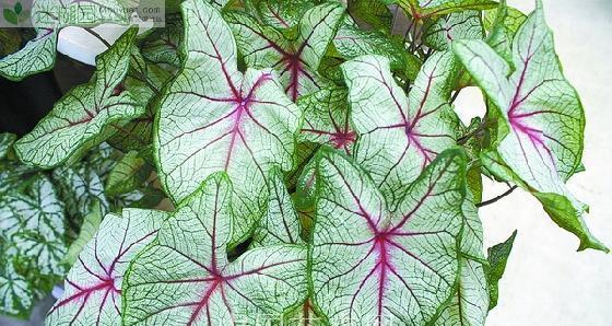 繁茂生机（探秘大叶子花卉的美妙世界）