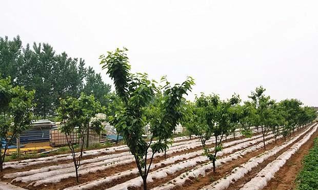 大樱桃的适宜种植地点（选择合适的土壤和气候条件）