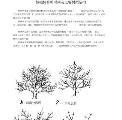 如何正确修剪大樱桃树——技巧与时间（大樱桃树修剪图解）