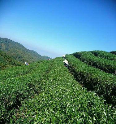 探究大禹岭茶的品种和特点（发现中华茶文化的瑰宝——大禹岭茶）