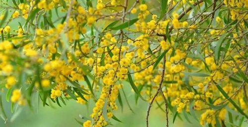 春天的花海（探秘代表春天的植物之美）